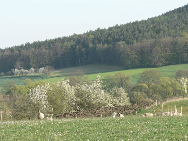 Blick im Frühling vom Hof auf einen Teil unserer Coburger Fuchsschafe vor unserem Gemüseacker mit Obstbäumen. Im Hintergrund sieht man den Schobertsberg. Blick im Frühling vom Hof auf einen Teil unserer Coburger Fuchsschafe vor unserem Gemüseacker mit Obstbäumen. Im Hintergrund sieht man den Schobertsberg.