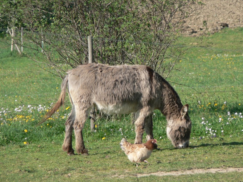 An diesem Bild sieht man, da weder das glckliche Huhn noch der Esel Angst haben.