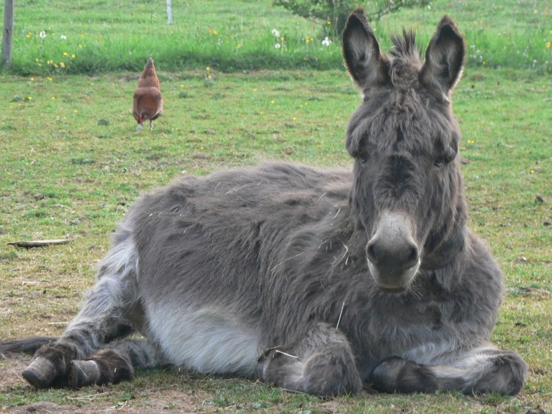 Bei diesem lieben und treuen Blick mu doch jedes Herz dahin schmelzen. Balthasar, unser Esel, ist genauso liebe wie es dieser Blick ausdrckt. Er war auch immer derjenige, der mit uns Ostereier gesucht hat, natrlich hat er auch viele gefunden.