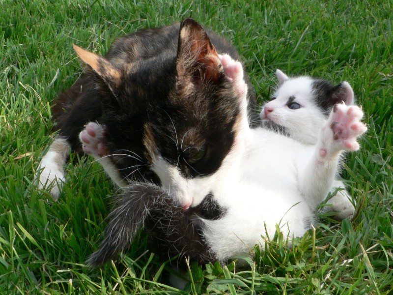 Kein Wunder, da das Katzenbaby um Hilfe schreit: Hilfe, Mami mut Du immer so ordentlich sein!