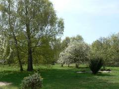 Blick vom Haus nach Sdwesten auf Obstbume am Haus, Birkengruppe und Teich