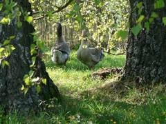 Gnse unter Birken