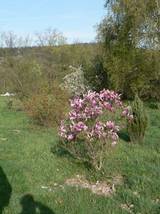 So siehts aus, wenn man von der Einfahrt in Richtung Garten schaut. Im Vordergrund steht eine kleine Magnolie.