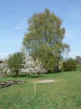 Blick von der zweiten Einfahrt auf die Obstbume und Birken