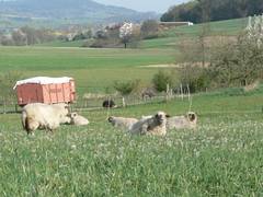 Hier ruhen sich die meisten Schafe gerade aus. Im Hintergrund sind die Wollschweine und Schobertsreuth zu sehen.