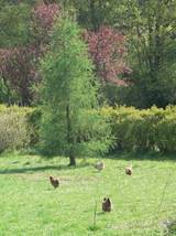 Hhner im Frhjahr mit Lrche im Hintergrund