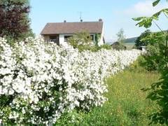 Im Frhjahr blht entlang der Einfahrt in voller Pracht die Spiraea Hecke