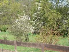 Blick vom Gehege zu den vielen Struchern im Garten