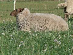 Dieses Schaf hat sich zum Wiederkuen hingelegt.