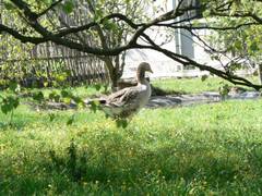 Blick durch Birken zur Gans welche auf dem Weg zu einer kleinen Abkhlung ist.