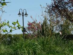 Durch die Strucher im Garten sieht man die Laterne der Einfahrt