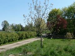 Aussicht entlang der Einfahrt hin zur Strae (Sden), rechts von der Einfahrt steht ein Walnubaum