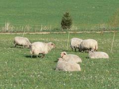 Demnchst mssen die Schafe wieder geschoren werden, sonst wird es ihnen im Sommer viel zu warm.