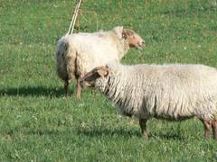 Diesmal wird im Stehen wiedergekut.