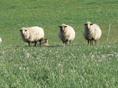 Alle Drei schauen so wachsam in die Richtung, dass man denken knnte sie warten auf ein Auf die Pltze fertig los!