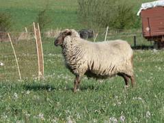 Dieses Schaf steht wie ein frisch gekrter Bock da.