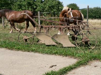 2-Schar-Pflug fr Pferdezug, mit unseren Zugpferden im Hintergrund
