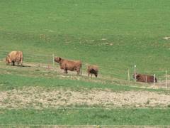 Diese Highland-Rinder stehen zwischen Gubitzmoos und Voitsreuth.