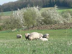 Eine kleine Schafgruppe mit Ziege, auerdem sind im Hintergrund der Kartoffelacker und die Obstbume zusehen.
