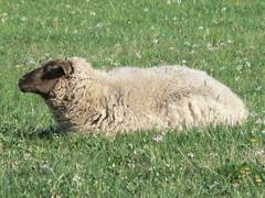 Auf der Frhlingswiese geniet dieses  Schaf die ersten Sonnenstrahlen.