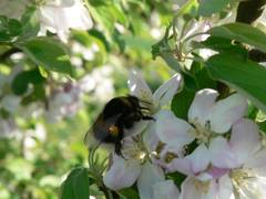 Eine Hummel bedient sich mit Nektar von einem Apfelbaum aus unserem Garten.