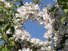 Ein Kranz aus Birnenblten von unserer Mutter - Natur  errichtet