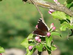 Auf einem fast blhenden Apfelbaumast sitzt dieser Trauermantel und geniet die Frhjahrssonne.