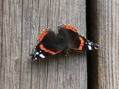 Admiral an der Stallwand