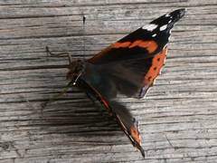 Der Admiral zhlt zu den schnsten Tagfaltern Mitteleuropas.