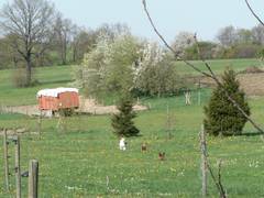 Schweinekoppel mit unserer Obstbaum Reihe (Blickrichtung Norden)