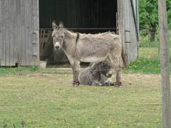 Wenn man jetzt unter Conchitas Bauch und Beinen hindurchschaut kann man Balthasar finden.