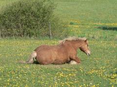 Bastille meint, dass sie jetzt genug Fellpflege betrieben hat,...
