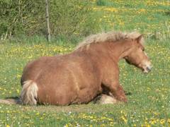 ...deswegen steht sie wieder auf.