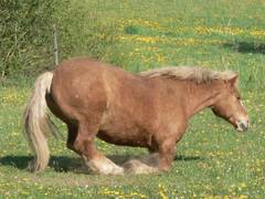 Bastille steht eigentlich falsch herum auf. Es ist nmlich so, dass Pferde erst mit den Vorderbeinen und dann mit den Hinterbeinen sich aufrichten.