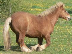 Diese Kaltblutstute macht es aber genau anders herum, nmlich erst mit den Hinter- und dann mit den Vorderbeinen.