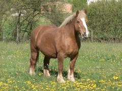 Bretonische Kaltblutstute Bastille