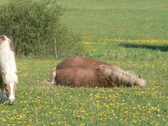 Unsere Stute hat sich nun zum Wlzen hingelegt.