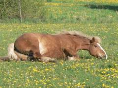 Pferde machen dies, um ihr Fell zu reinigen.