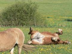 Jetzt nimmt die Stute Schwung und wlzt sich von der einen Seite zur anderen.