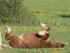 Nun kann man mal ein Pferd von oben betrachten, wie es von unten aussieht.