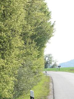 natrlicher Sichtschutz an der Straenfront