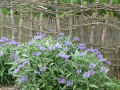 Bergflockenblumenstrau im Gemsegarten
