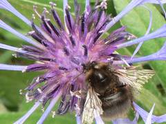 Hummel auf Bergflockenblume