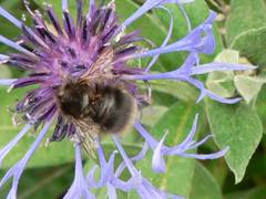 Hummel auf Bergflockenblume