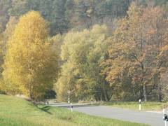 herbstliche Birken am Fue unserer Hangwiese