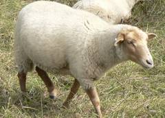 Unsere Schafe bewegen sich fast den ganzen Tag.