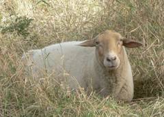 So eine kleine Mittagspause im Schatten ist doch auch ganz angenehm.