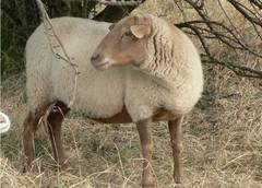 Was macht denn der Ast da?