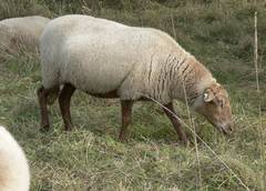 Das frische Gras und die Freilandhaltung sind das beste was einem Schaf passieren kann, sie lieben allerdings auch klare Wintertage.