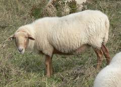 Dieses Schaf schaut ganz interessiert in die Kamera.